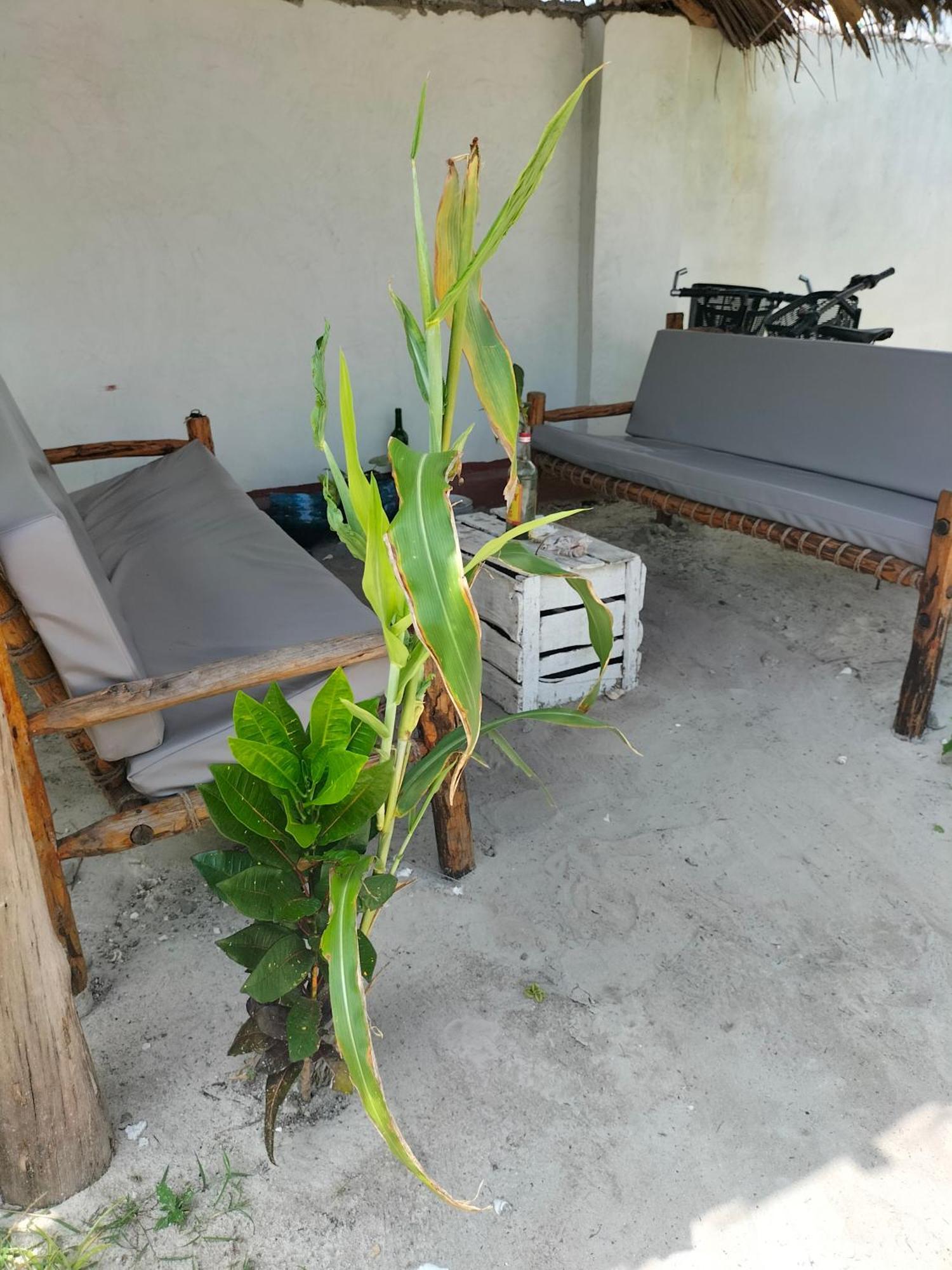 Mambo Leo Hostel باجي المظهر الخارجي الصورة