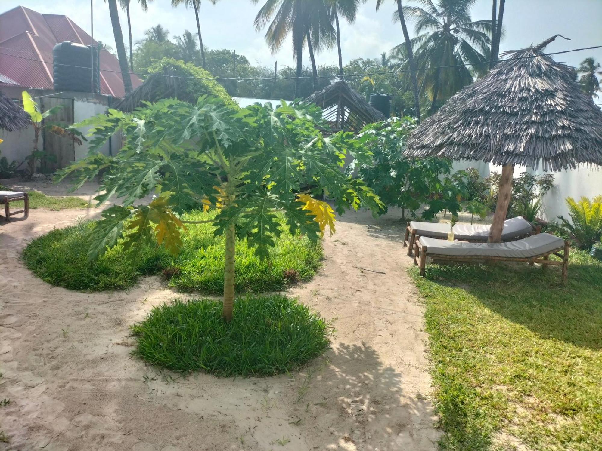 Mambo Leo Hostel باجي المظهر الخارجي الصورة